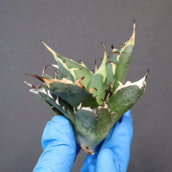 【ベアルート】アガベ ハデス EC1068