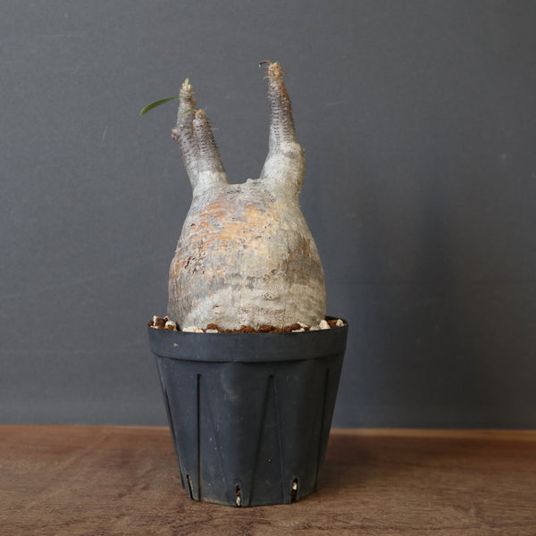 塊根植物 – 7ページ目 – TaiShoDo ONLINE SHOP