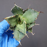 【ベアルート】アガベ ハデス EC1068