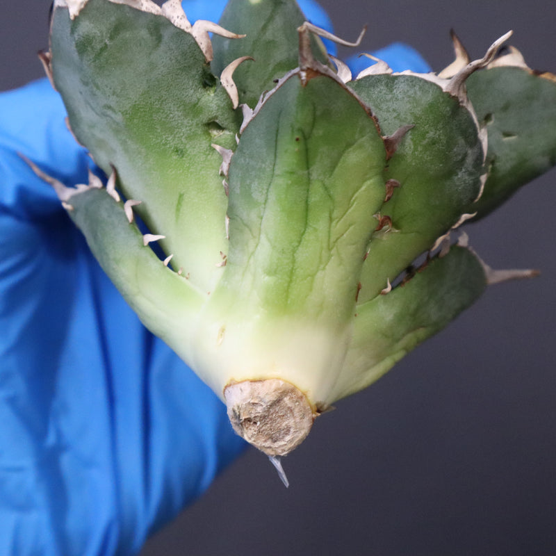 【ベアルート】アガベ ハデス EC1068