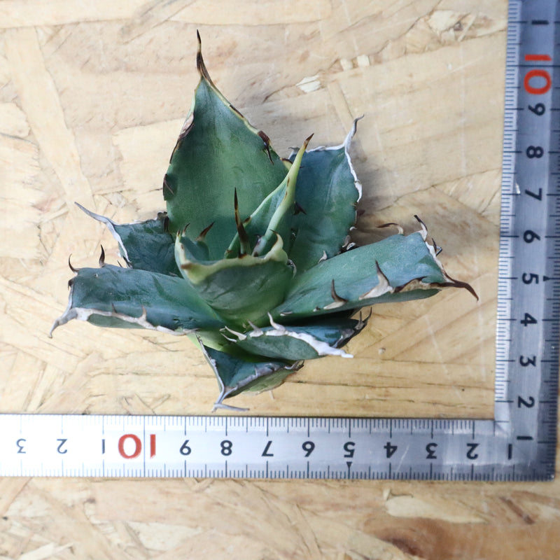 【ベアルート】アガベ ハデス EC1068