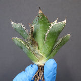 【ベアルート】アガベ 金蟾 EC1069