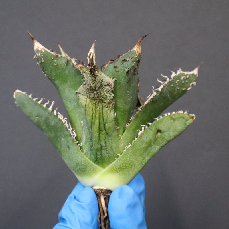 【ベアルート】アガベ 金蟾 EC1069