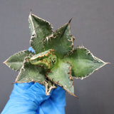 【ベアルート】アガベ 金蟾 EC1069