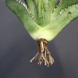 【ベアルート】アガベ 金蟾 EC1069