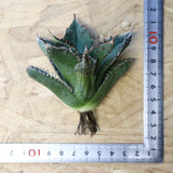 【ベアルート】アガベ 金蟾 EC1069