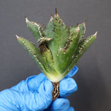 【ベアルート】アガベ 金蟾 EC1070