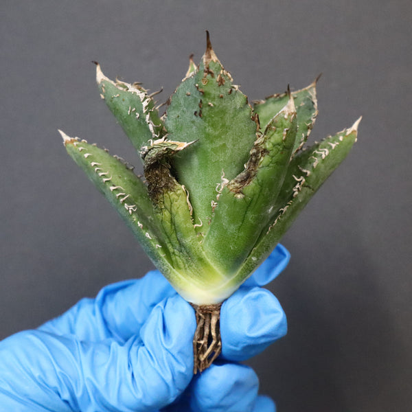 【ベアルート】アガベ 金蟾 EC1070