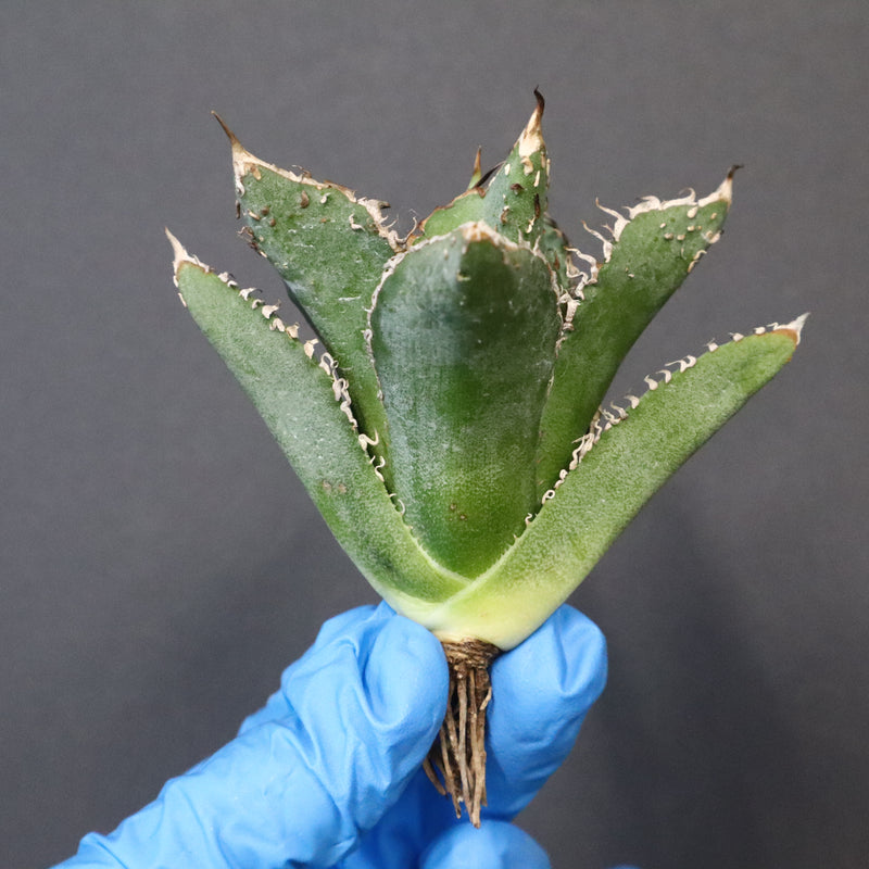 【ベアルート】アガベ 金蟾 EC1070