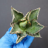 【ベアルート】アガベ 金蟾 EC1070