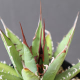 【Hybrid】アガベ 霍利達×妖炎  EC2823