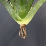 【ベアルート】アガベ 金蟾 EC1070