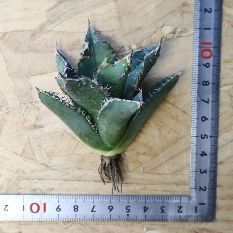 【ベアルート】アガベ 金蟾 EC1070