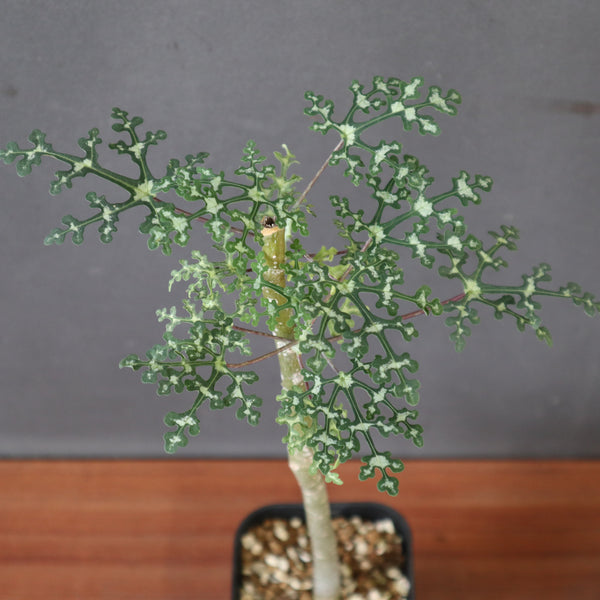 新商品 – 11ページ目 – TaiShoDo ONLINE SHOP
