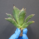 【ベアルート】アガベ 金蟾 EC1071