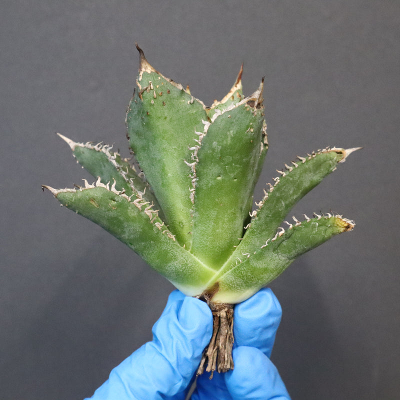 【ベアルート】アガベ 金蟾 EC1071