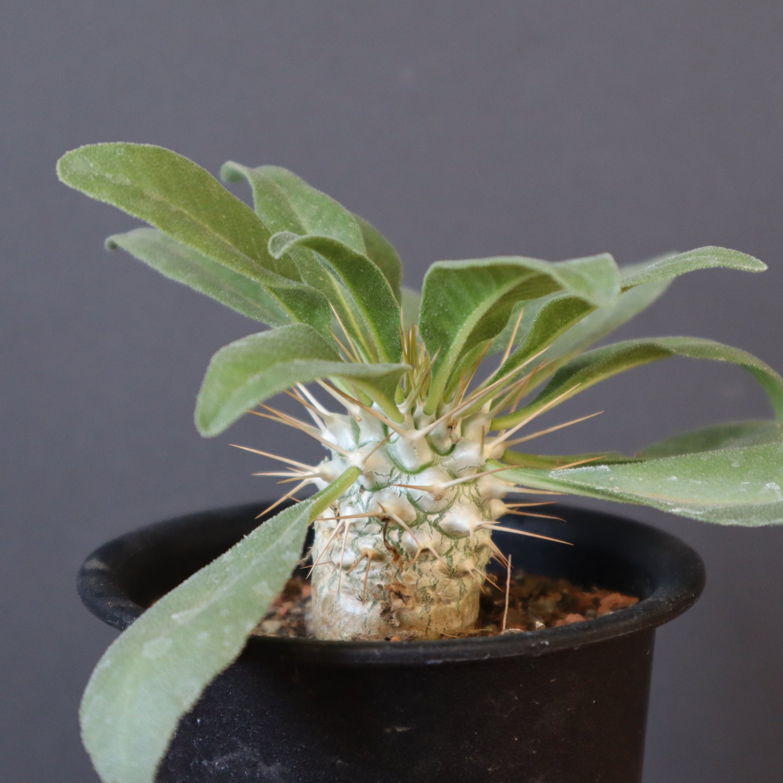 【新品未使用】大貫 弘由岐 SCAR 植木鉢 カタチ製作所　小野瀬一 新品未使用】大貫 弘由岐 SCAR 植木鉢 カタチ製作所 小野瀬一