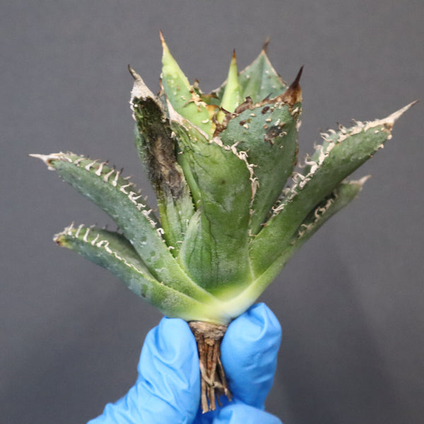 【ベアルート】アガベ 金蟾 EC1071