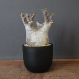 P.グラキリス 1030