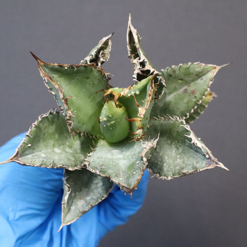 【ベアルート】アガベ 金蟾 EC1071