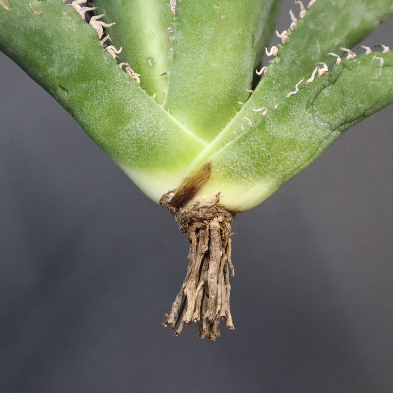 【ベアルート】アガベ 金蟾 EC1071