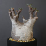 P.グラキリス 1030