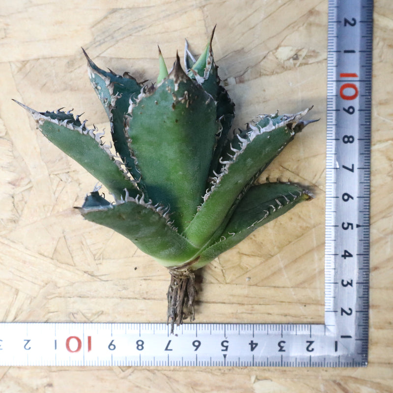 【ベアルート】アガベ 金蟾 EC1071