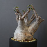 P.グラキリス 1030