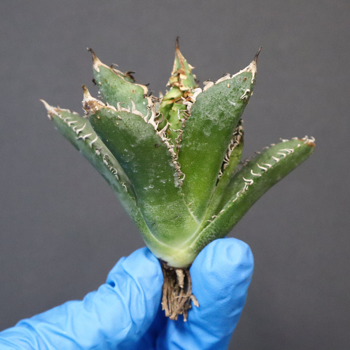 新商品 – 11ページ目 – TaiShoDo ONLINE SHOP