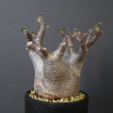 P.グラキリス 1030