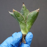 【ベアルート】アガベ 金蟾 EC1072