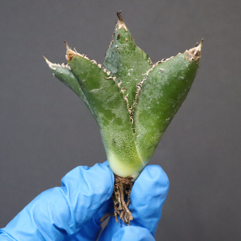 【ベアルート】アガベ 金蟾 EC1072