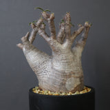 P.グラキリス 1030