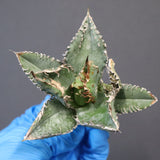 【ベアルート】アガベ 金蟾 EC1072