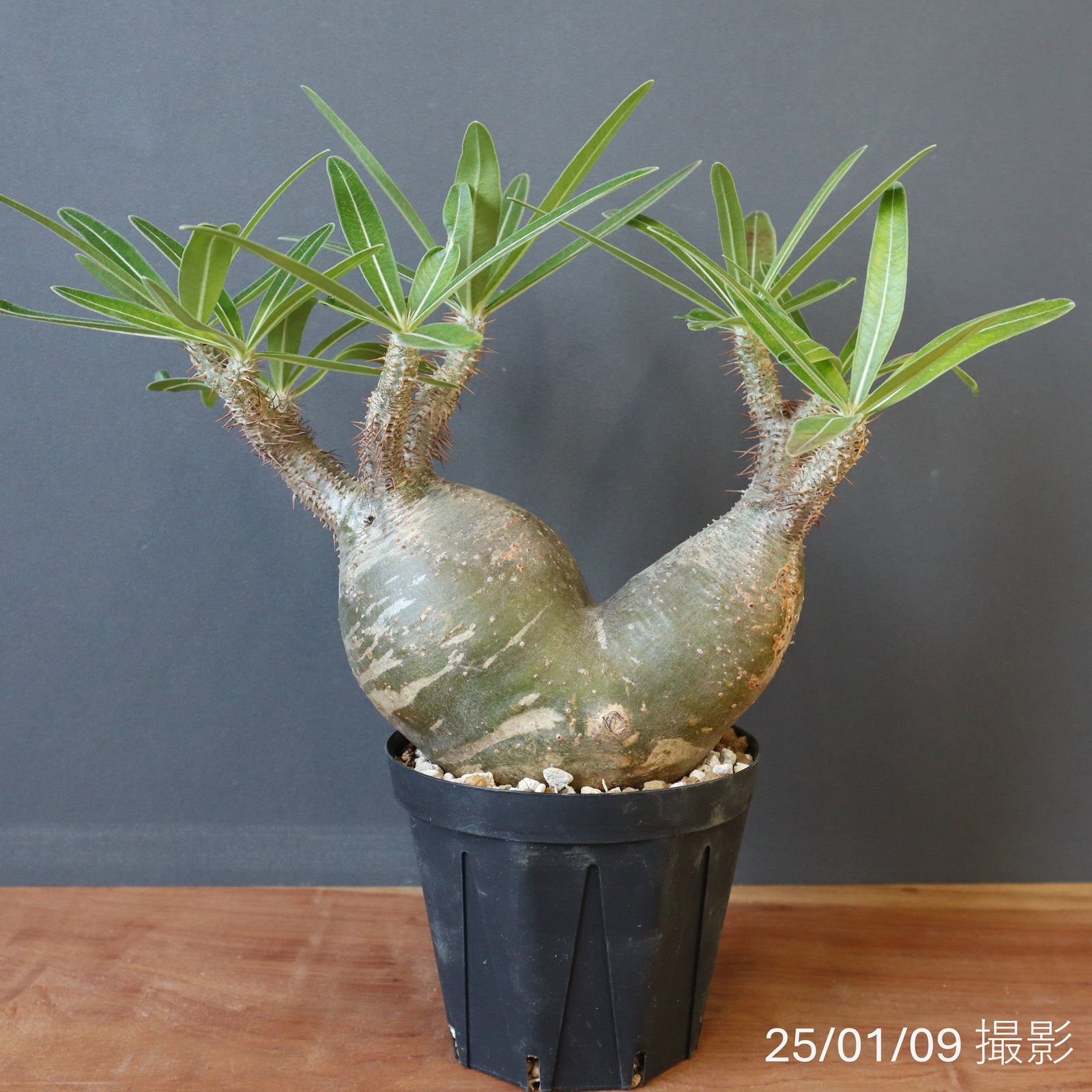 パキポディウムグラキリス パキポディウム グラキリス 通販