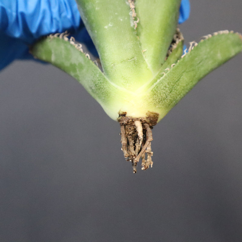 【ベアルート】アガベ 金蟾 EC1072