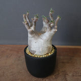 P.グラキリス 1030