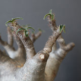 P.グラキリス 1030