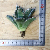 【ベアルート】アガベ 金蟾 EC1072