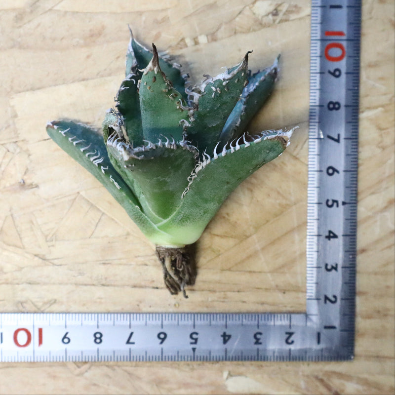 【ベアルート】アガベ 金蟾 EC1072