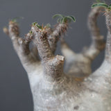 P.グラキリス 1030