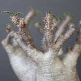 P.グラキリス 1030