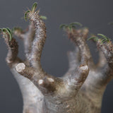 P.グラキリス 1030