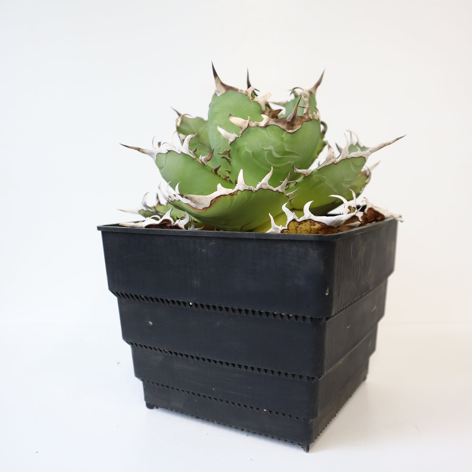 すごい根】メッシュ鉢ショート 特大 – TaiShoDo ONLINE SHOP