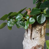 フィカス コパンダガジュマル（接木）07