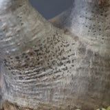 P.グラキリス 1030