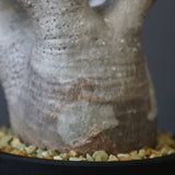 P.グラキリス 1030