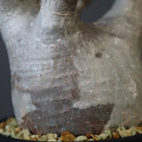 P.グラキリス 1030