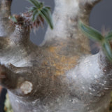 P.グラキリス 1030