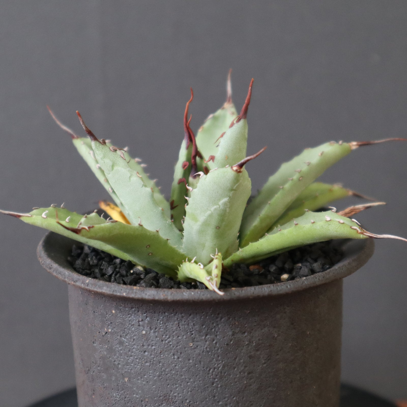 かみ山陶器鉢】Hybrid アガベ 楊貴妃×妖炎 EC2828 – TaiShoDo ONLINE SHOP